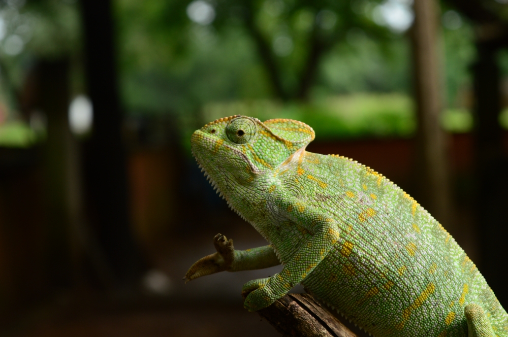 Chameleon , chameleon wildlife HD wallpaper background picture wild animals Nature Photography, 
