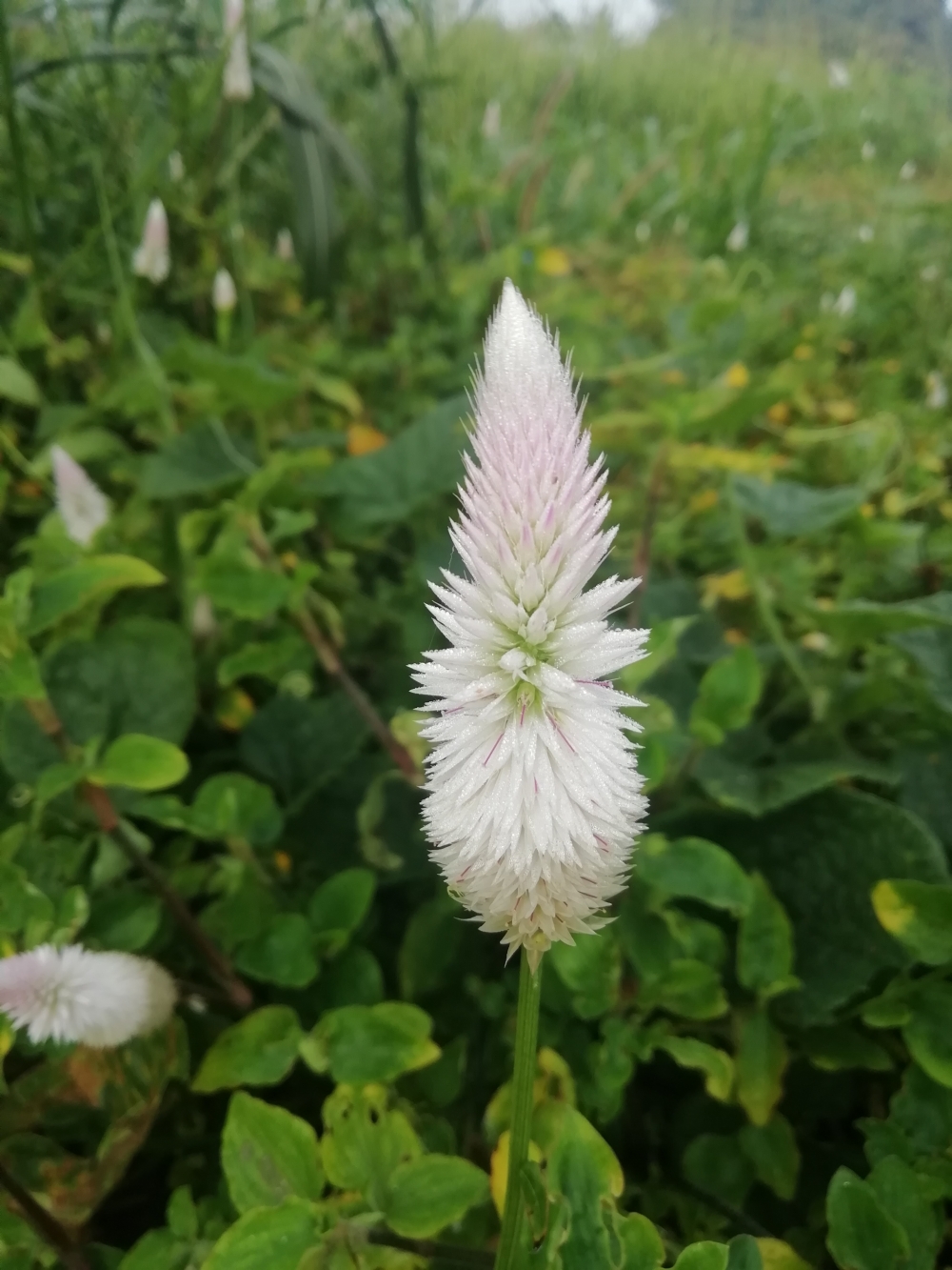 White flower, Sky pointer