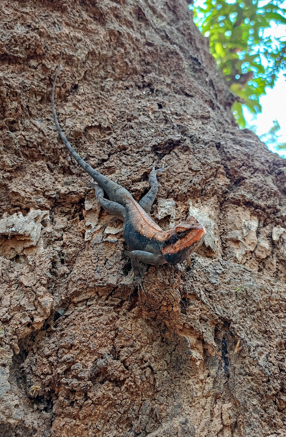 Rock agama  lizard , Rock agama  lizard , Wildlife, Forest, nature landscape background sunrays hdclicks nikongair lake reflection photos Bastar chhatishgarh sky clouds photooftheday naturephotography, morningrays nature forest jungle munnabaghelphotography kvnp nationalpark bastar kangervalleynationalpark jagdalpur explore landscape gochhatishgarh bastarpicture photooftheday tree green wild Hill, summer tirathgarh waterfall waterfalls indianwaterfall  nationalpark kangervalleynationalpark Raipur CG forest HD wallpaper view kangervalley tirathgarh waterfall waterfalls jungle Bastar Chhattisgarh photosoftheday photo gallery wallpaper view kangervalley instapicture instagood viralpic, #nature #photography #love #instagood #photooftheday #travel #sky #beautiful #art #naturephotography #like #landscape #sunset #photo #picoftheday #instagram #sun #beach #life #winter #sea #fun #cute #clouds #happy #naturelovers #summer #bhfyp, 