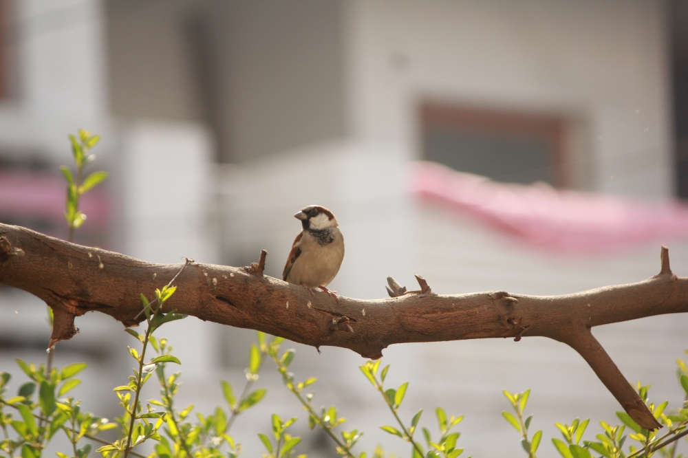 The rare sparrow, Bird, sparrow, green, tree, garden, male, beautiful