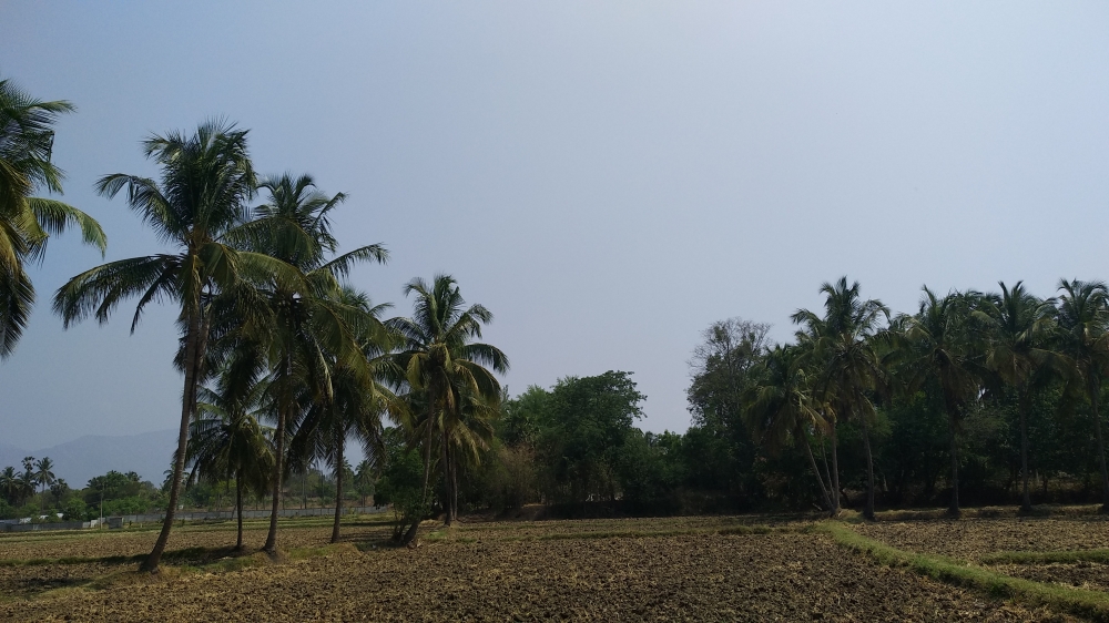 Agriculture area, Kerala, village, palakkad, agriculture, land, area, agri