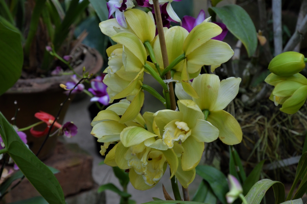 YELLOW FLOWER  FOUND IN  HILLS, Flower, yellow, yellow flower, Leaf & Petal, lot of petals, Green, plant, Hills, Nature, wallpaper, beauty, 