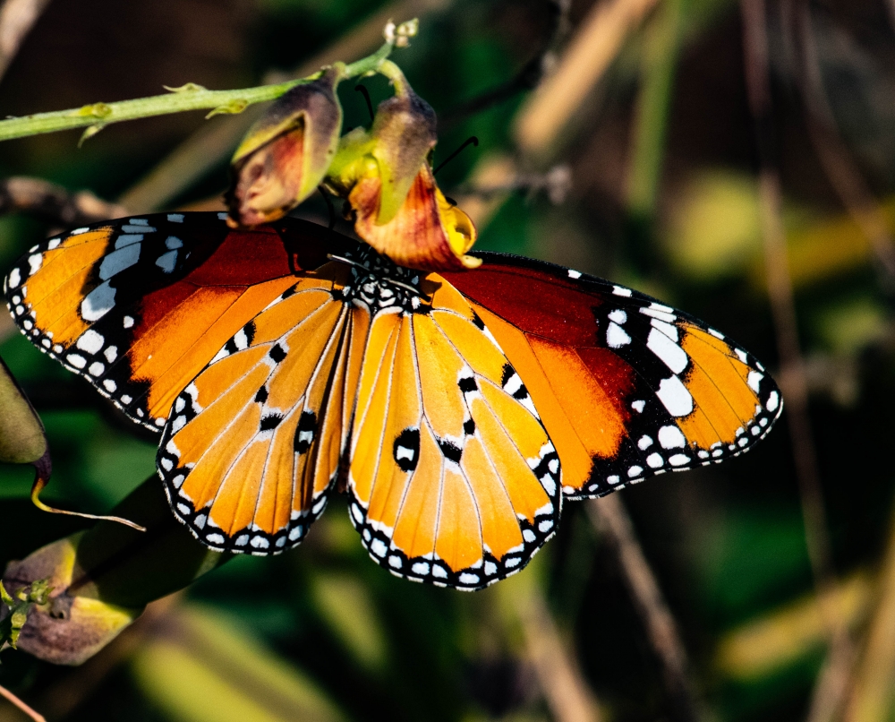 Butterfly, # nature beautys, 