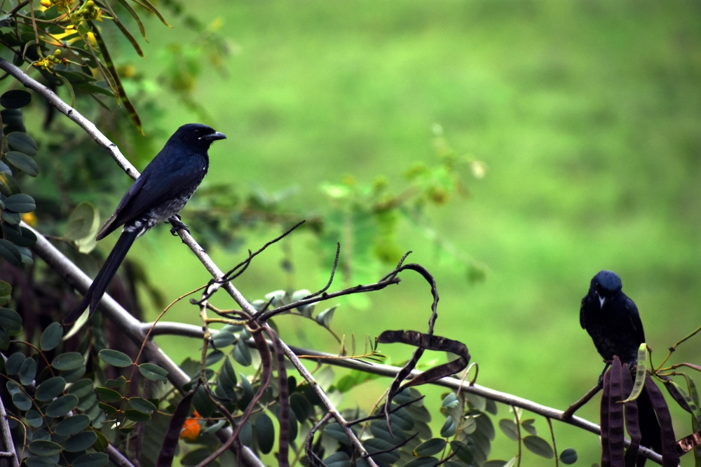 Black drongo - Rettai Vaal Kuruvi, drongo, black drongo, dicrurus macrocercus, passerine, dicruridae, wildlife, passeriformes, perched, vadla, tamilnadu, india, passerine, dicruridae, avian, king crow, bird, black, brown king