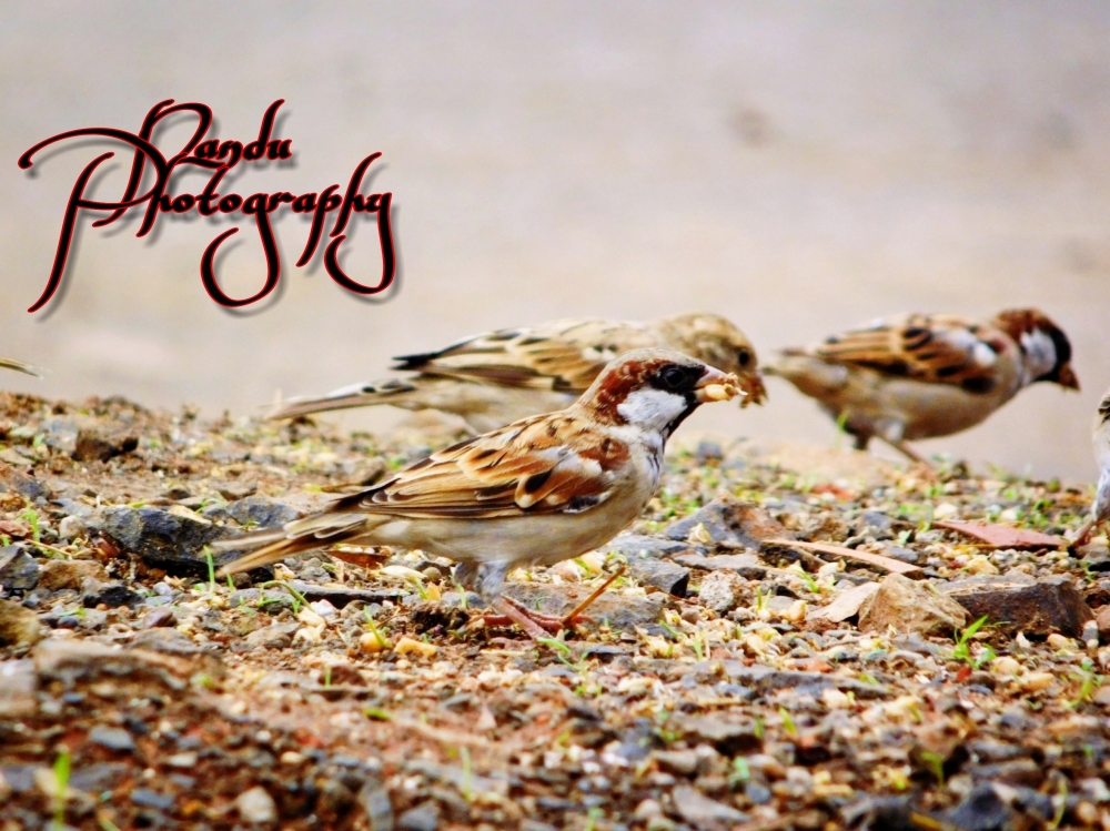 Bird picture, #Birdsphotography #rainyseason