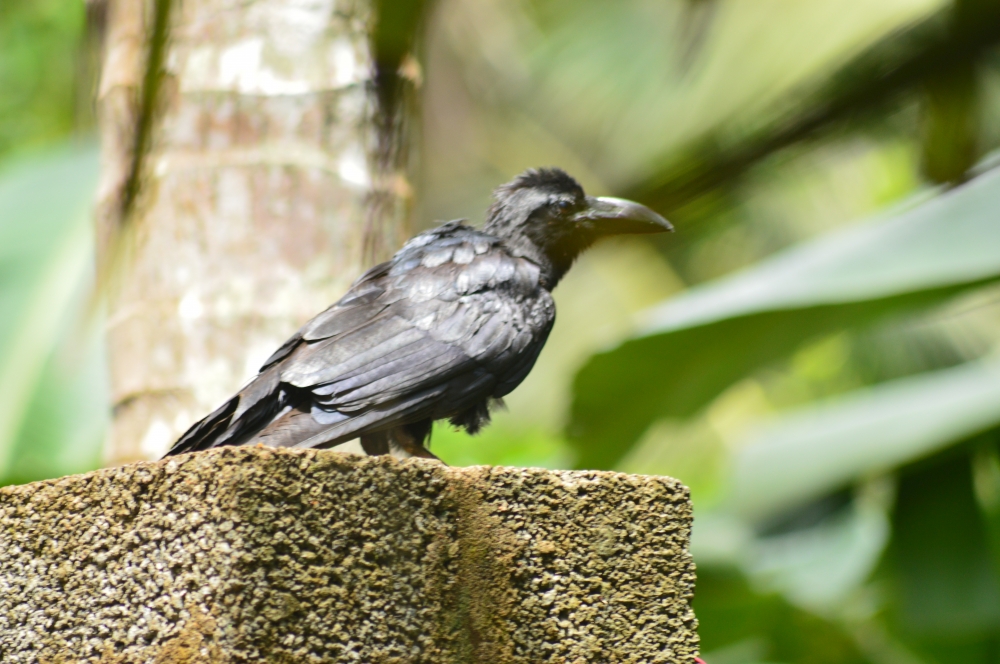 Crow, Bird, black bird, Nature, Close up, wallpaper, 