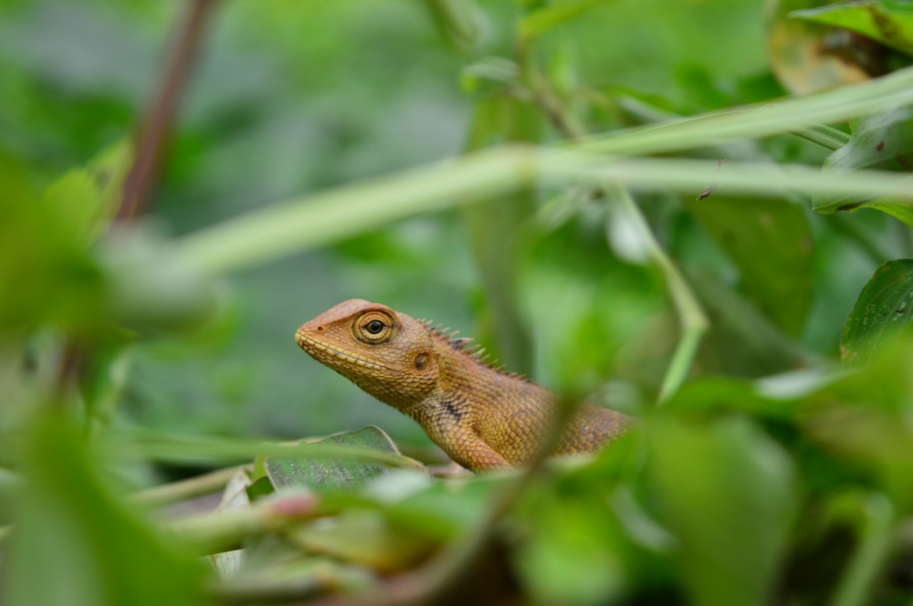 Lizard , #Wildlife #gardenlizard #bastar