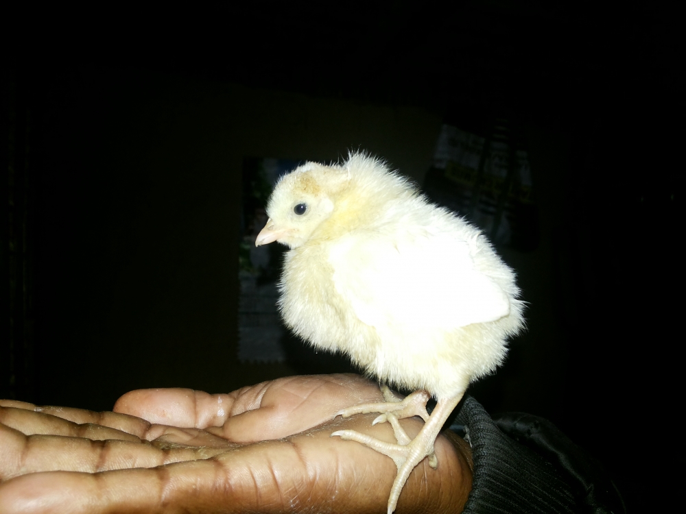 A motherless chick is resting on the palm of a villager, motherless, orphan, chick, chicken, baby, bird, lovely, villager, Palm, hand, owner, resting, mobile, Mobile photography, 