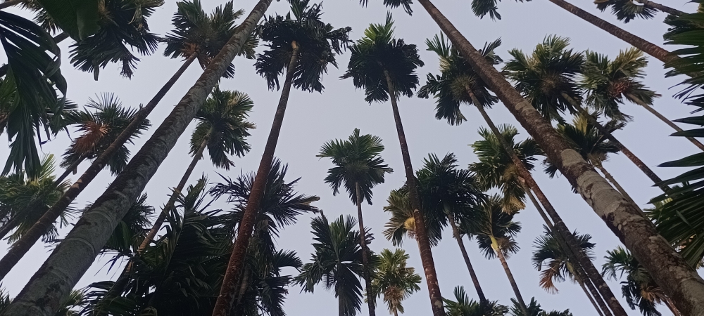 Aracnut trees, Aracnut 