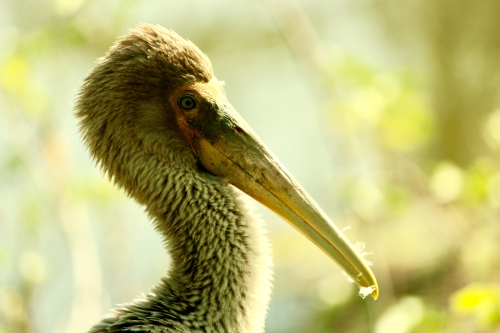 Heron, #nature #photography #love #instagood #photooftheday #travel #sky #beautiful #art #naturephotography #like #landscape #sunset #photo #picoftheday #instagram #sun #beach #life #winter #sea #fun #cute #clouds #happy #naturelovers #summer #bhfyp, #nature #wallpaper #HD #stock #landscapes# stone#reflection#wild #forest #nationalpark, 