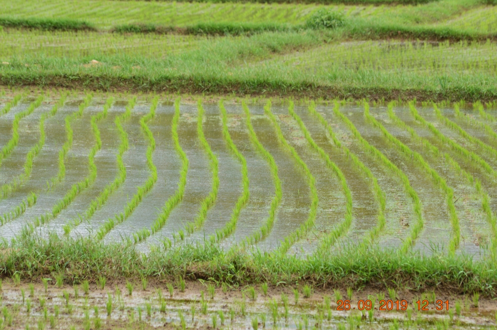 Kerala,India,paddy,paddy field,farm land, Food, Drink, paddy field, paddy, paddy plant, Green Field, Green Field, greenery, greens, plant, plants, Grass, Photography, wallpaper, soil, earth, agriculture, Cultivating environment, 