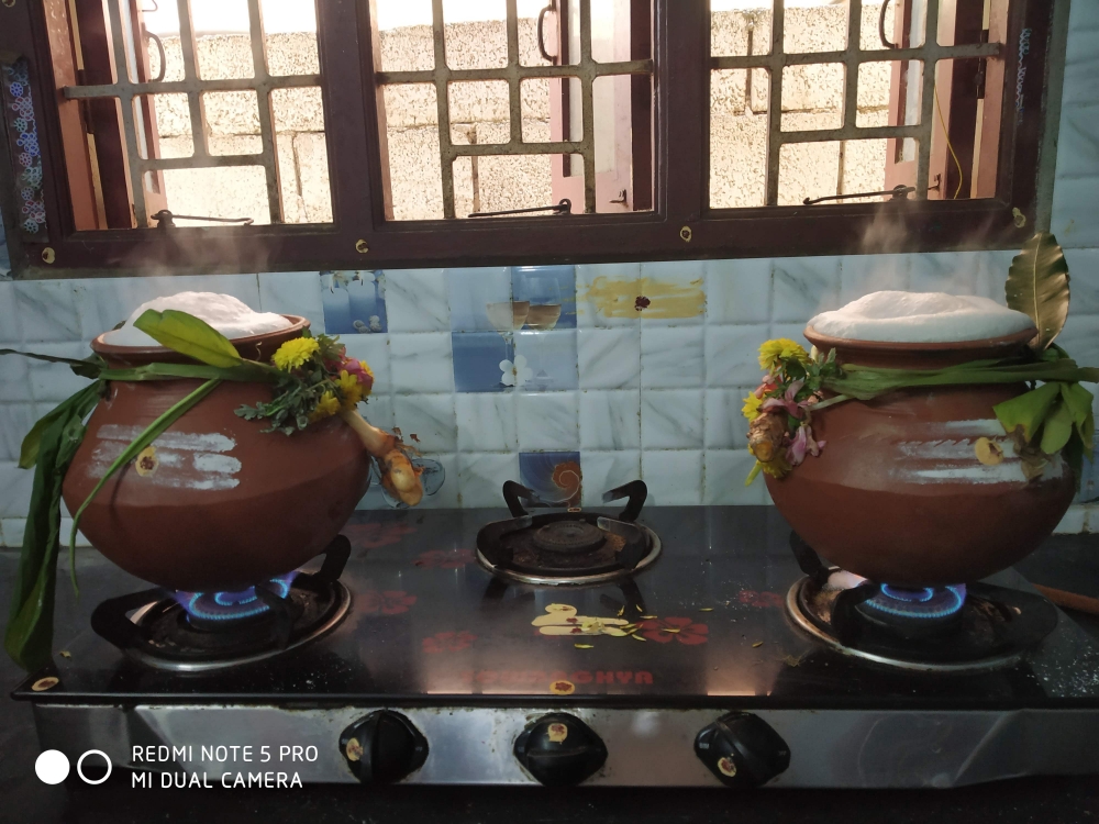 Pongal Pot, Pongal celebration, pongal pot