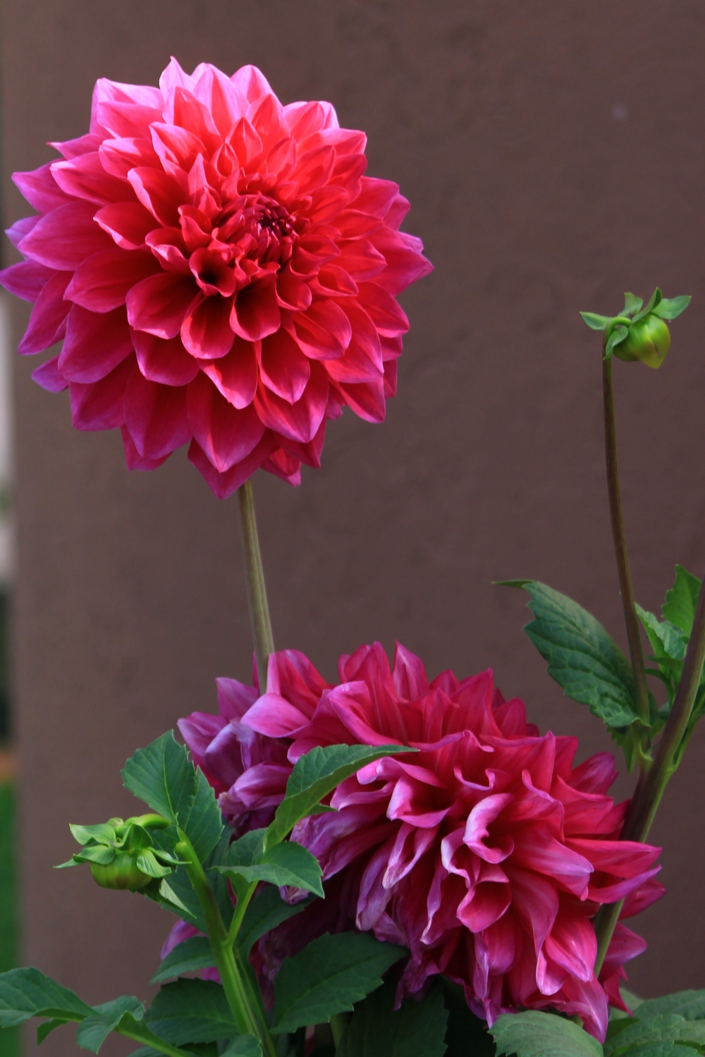 Pair of flowers, flower, red, pair, green landscape, wallpaper, background