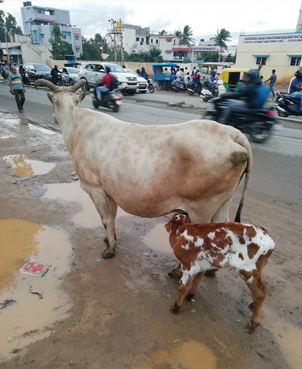 Feeding, Feeding in road