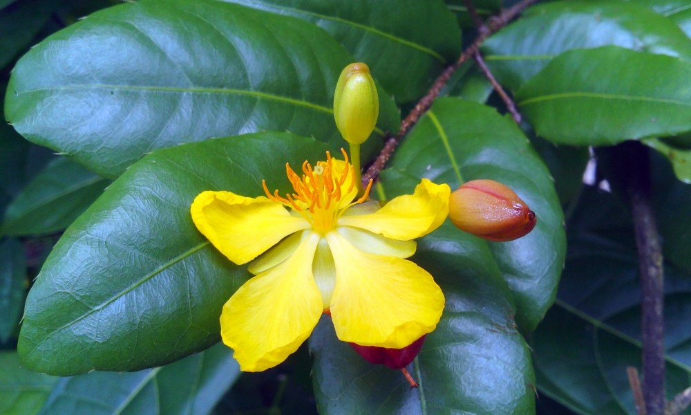 flower, Flowers, flower, plant, green plant, Green leafs, leafs, 