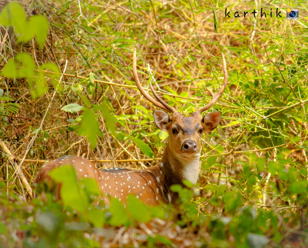 Grass land Beauty , , #pgclick, #deer, #photography, #wildlife