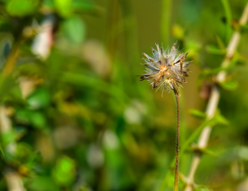 wind, Emotion ,Portrait, Instagood ,Fisherman ,Red ,Sun, Nature ,Insta, Good, Sunset, Bride ,Red light, Architecture ,Shadow ,Image ,Kangervallynationalpark ,Wedding ,Clove ,Like, Natural beauty ,Place Garden lizard, Evening, FullHD ,Just One Click ,Bastar ,Artist, Coconut , Tree, Winter ,Sunny ,Chameleon Wildlife ,HD Wallpaper ,Background, Picture ,Wild Animals ,Nature, Photography, Picoftheday, Three Some Beautiful ,Naturelovers, City ,Waterfall ,Fun ,People ,Street, Naturephotography ,Lizard Red Black Indian Lizards Black ,Background, Flower ,Vector, Red, Cocunut Leaf ,Travel, Trees, Beach ,India ,Wildlife ,Photo of the day, 