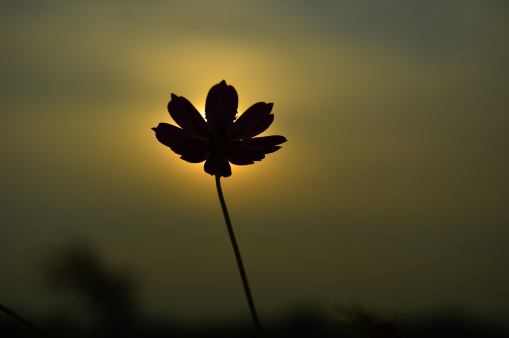 Flowers 4, Flowers Nature mansoon evening 