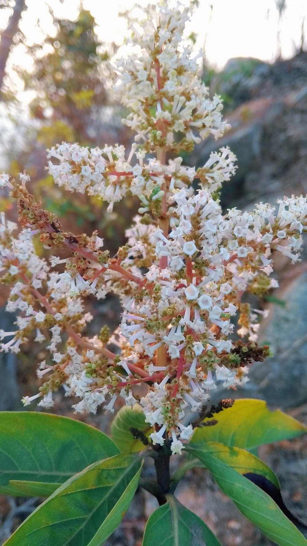 Flower, # photography