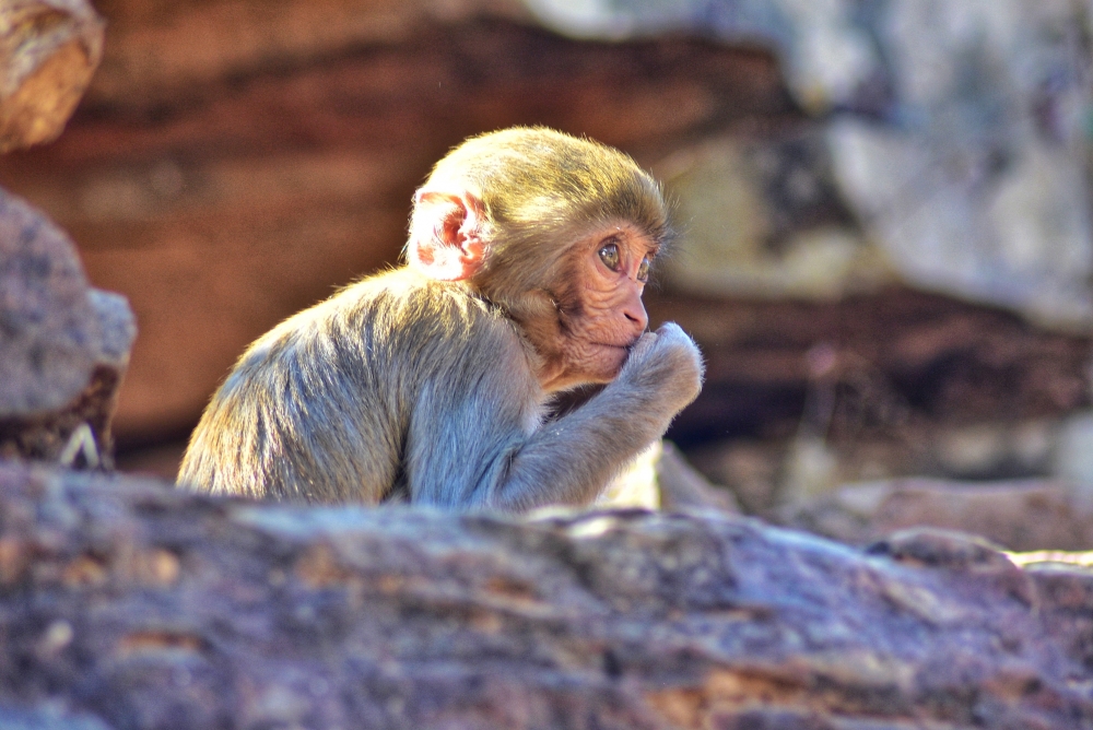 Monkey,   This picture is taken in Bastar district of Chhattisgarh., #nature #photography #love #instagood #photooftheday #travel #sky #beautiful #art #naturephotography #like #landscape #sunset #photo #picoftheday #instagram #sun #beach #life #winter #sea #fun #cute #clouds #happy #naturelovers #summer #bhfyp, #monkey #sitting #looking #nature #greenary #wildlife #sunset point #matheran #maharashtra #animal, 
