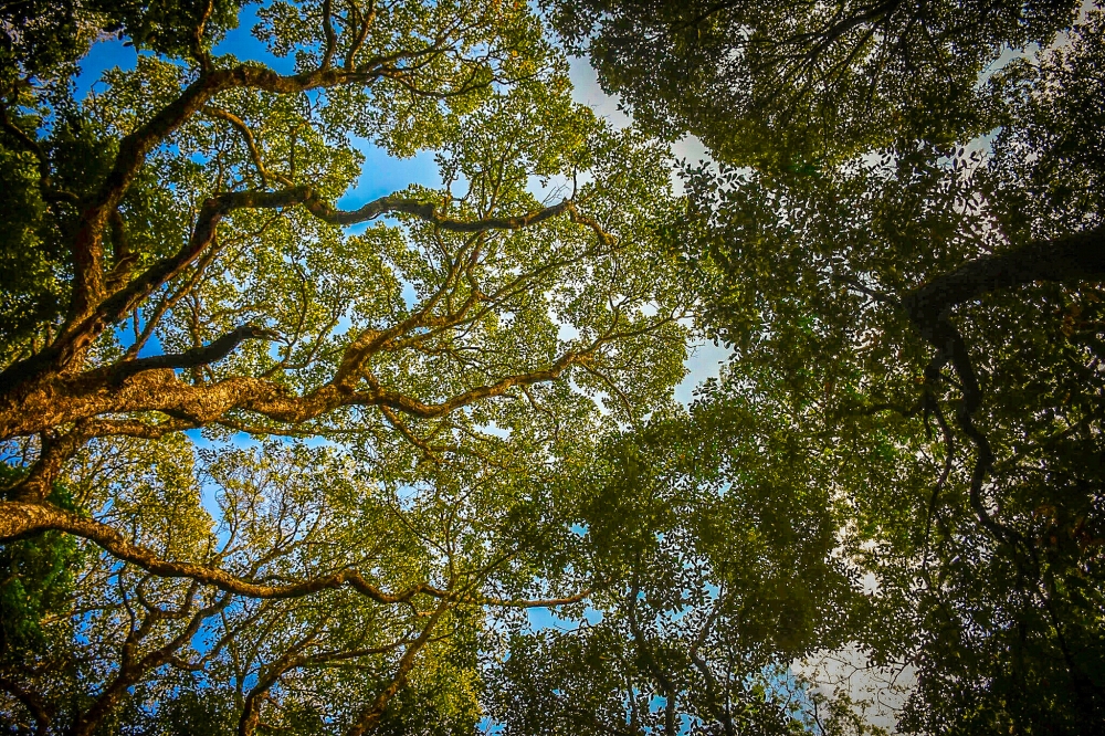 Tree, #nature#rock#tree#, 