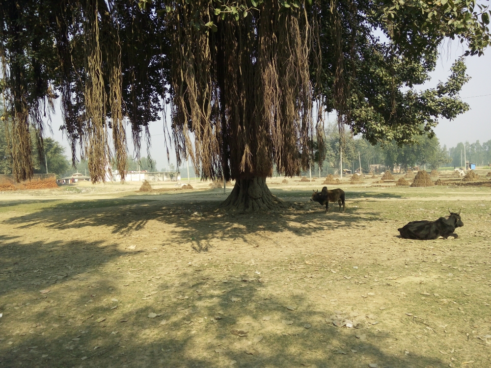 Village environment, Typical village scene