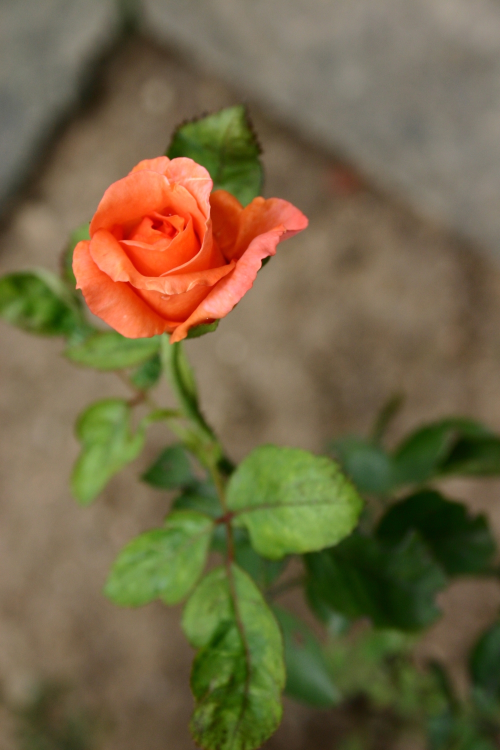 Rose, Flower, rose flower, 