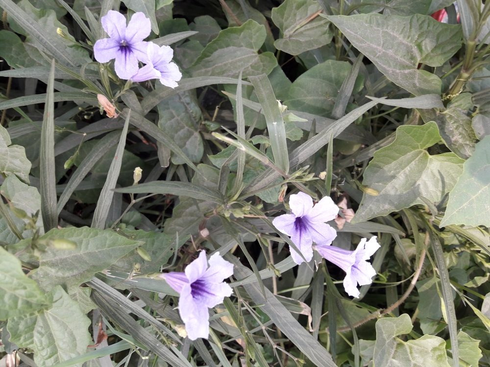 Little flowers , Looking beautiful 