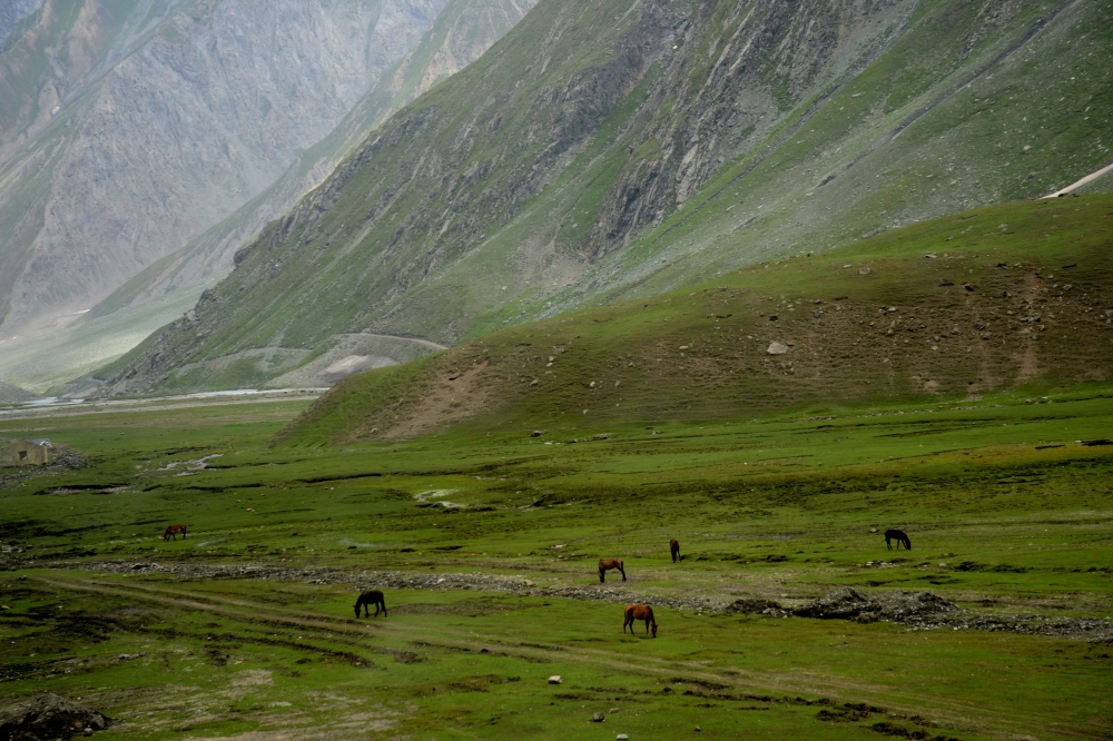 life in greens, #nature#travel#lanscape#life#greens#hills#nikon