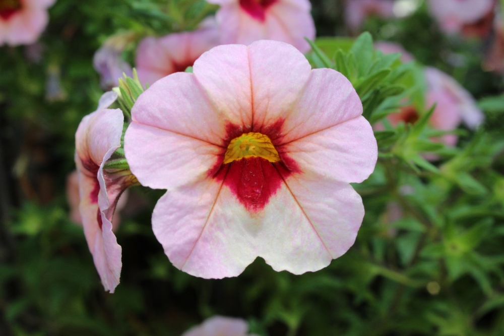Flower, Snake stretched head look