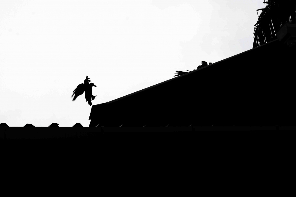 Crow in sky, crow, Silhouette, dark, white, Sky, black&white