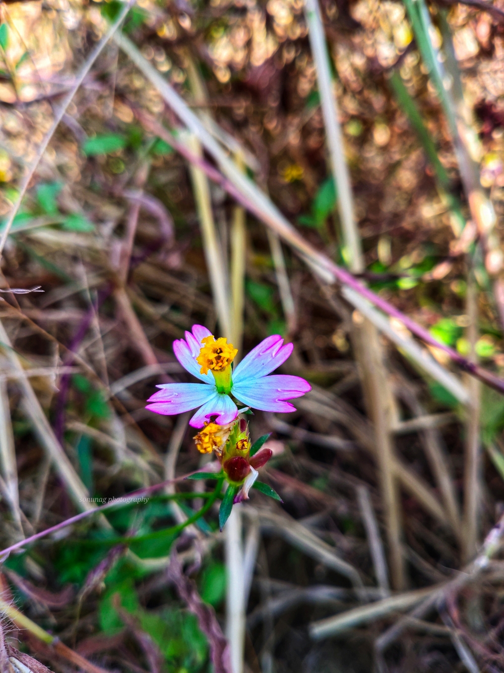  Flower Mischievous Pink , #flower # Mischievous  #natural #beautiful #water_drop  #mobile_photography, 