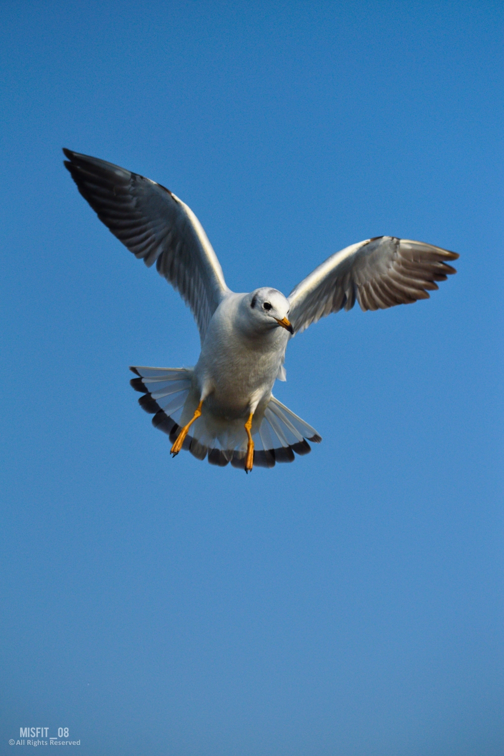The Overwhelmed Bird, #birds #wildlife, #nature #photography #love #instagood #photooftheday #travel #sky #beautiful #art #naturephotography #like #landscape #sunset #photo #picoftheday #instagram #sun #beach #life #winter #sea #fun #cute #clouds #happy #naturelovers #summer #bhfyp, 