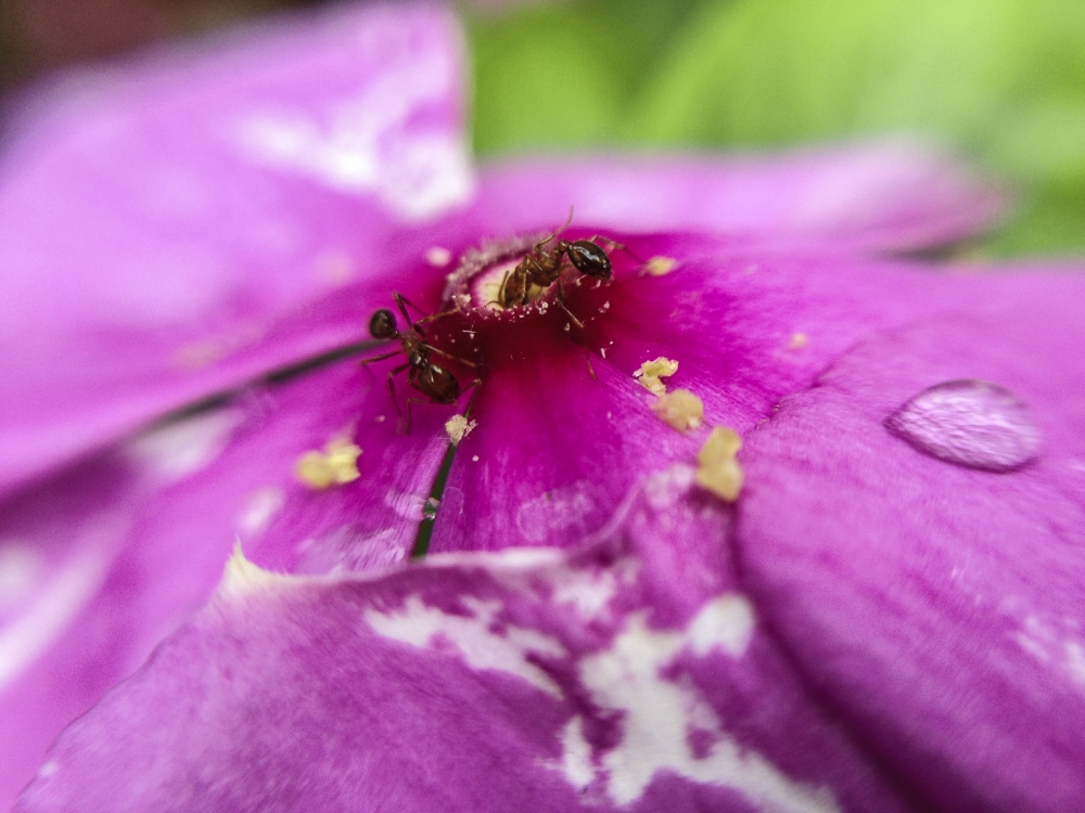 Ant taking food from flower, ant, flower, macro