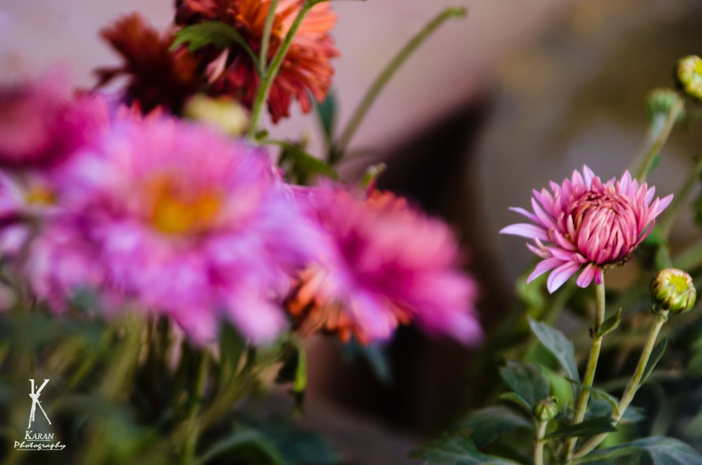pink flower, Flower, Flowers, Pink flowers, Pink, Lovely, Lovely background, lovely attractive, plant, Pgclick, Nature, 