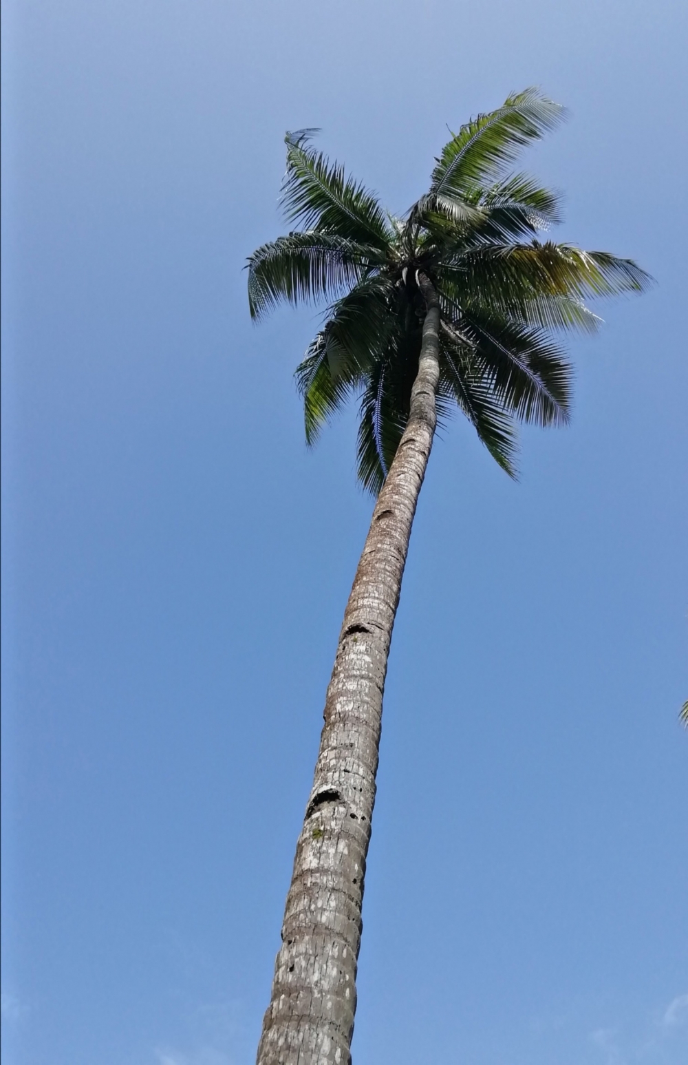 Coconut, Tree, coconut, green, sky, blue, photography