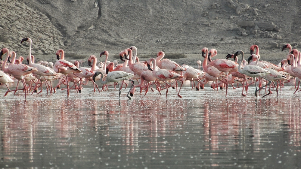 FLAMINGOS, BIRDS, WATER, WETLANFD, Flamingoes, 