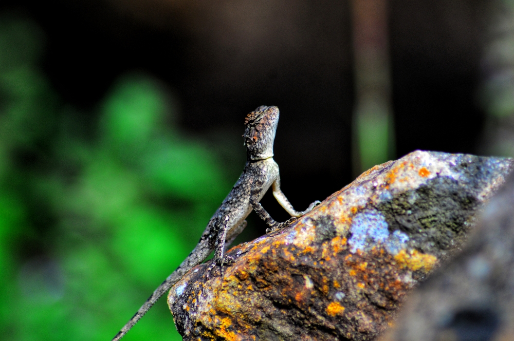 The southern rock agama or southern African rock agama is a species of lizard from the family, #nature #photography #love #instagood #photooftheday #travel #sky #beautiful #art #naturephotography #like #landscape #sunset #photo #picoftheday #instagram #sun #beach #life #winter #sea #fun #cute #clouds #happy #naturelovers #summer #bhfyp,  bastar, jagdalpur, Chhattisgarh, India, Raipur, CG, Forest, Hills, Wildlife, sneake, Rock agama, lizard, Wildlife, Forest, Park, jagdalpur, Wild,