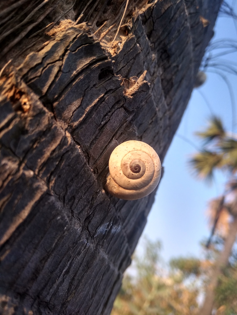 Snail in coconut Tree, Snail