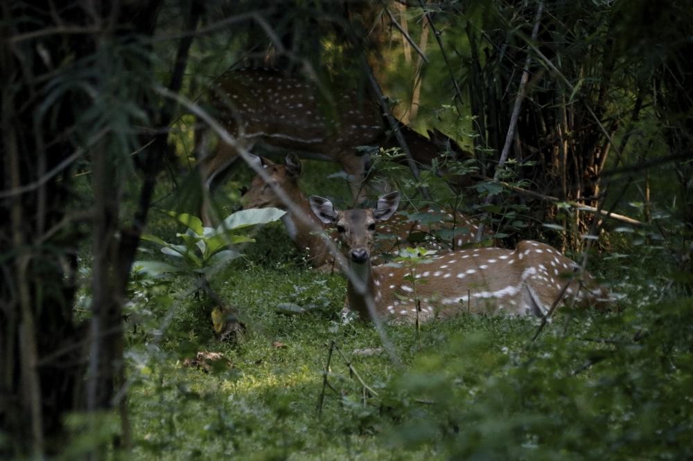 Frame within a frame, into the wild,wildlife, wildlife photography, nature beauty, sambar deer, mammal, animal,  canon photography