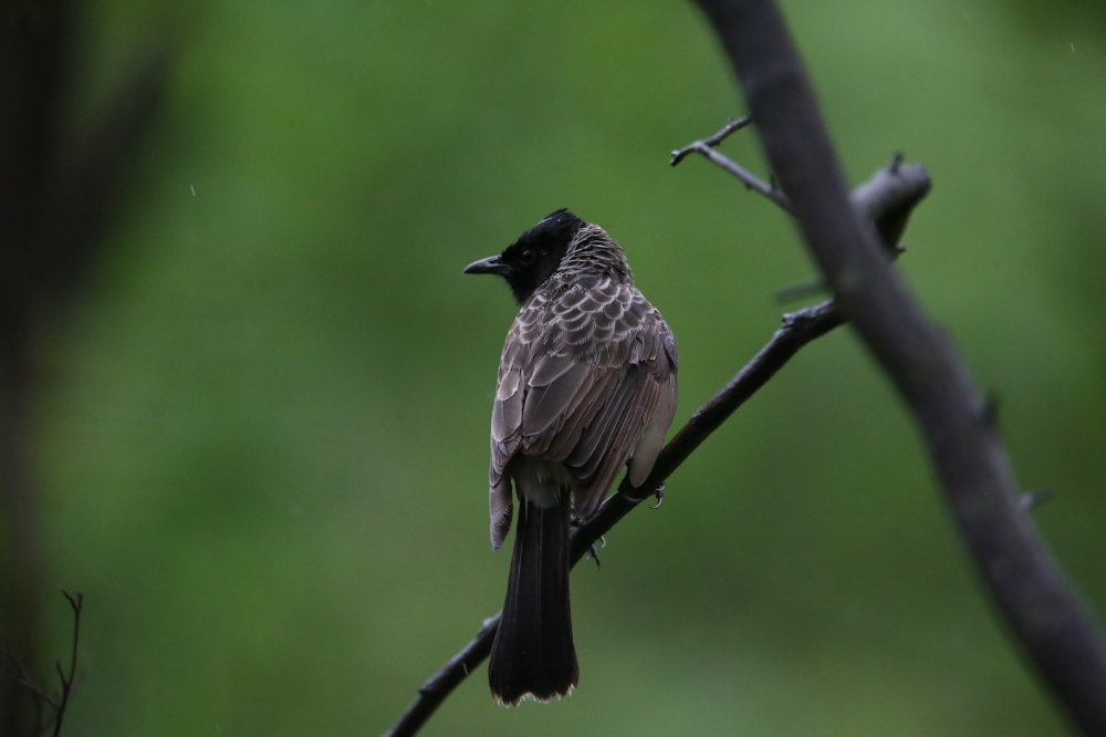 Red vented bulbul, @pg click @birds @animals @nature @photography