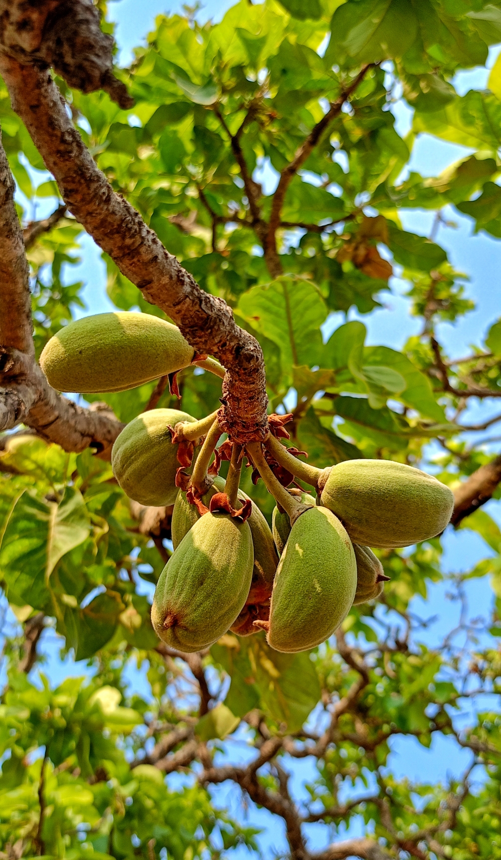 mahua fruit , mahua fruit , mahua flowers, nature landscape background sunrays hdclicks nikongair lake reflection photos Bastar chhatishgarh sky clouds photooftheday naturephotography, wildlife HD wallpaper background picture wild animals Nature Photography tree spoteddave indianbird bastar munnabaghelphotography potooftheday Dave nationalpark kvnp forest jungle kangervalleynationalpark jagdalpur awesome birdphotography photosofbird nature gochhatishgarh chhatishgarh photo, summer tirathgarh waterfall waterfalls indianwaterfall  nationalpark kangervalleynationalpark Raipur CG forest HD wallpaper view kangervalley tirathgarh waterfall waterfalls jungle Bastar Chhattisgarh photosoftheday photo gallery wallpaper view kangervalley instapicture instagood viralpic, #nature #photography #love #instagood #photooftheday #travel #sky #beautiful #art #naturephotography #like #landscape #sunset #photo #picoftheday #instagram #sun #beach #life #winter #sea #fun #cute #clouds #happy #naturelovers #summer #bhfyp, 