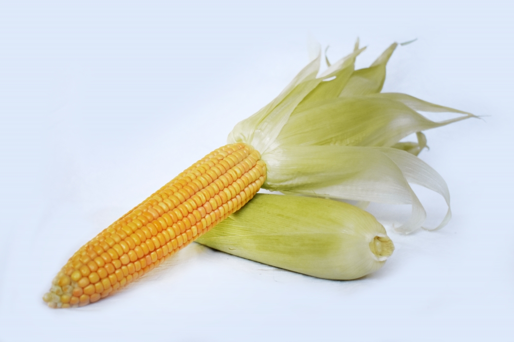 Fresh Maize, corn, sweet corn, maize,vegetables, food, corn kernels, bio, yellow, healthy, sweet, Indian corn, fresh, natural, plant, harvest, agriculture, autumn