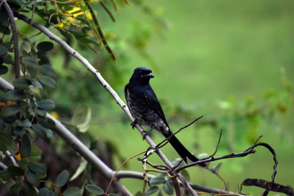 Black drongo - Rettai Vaal Kuruvi, drongo, black drongo, dicrurus macrocercus, passerine, dicruridae, wildlife, passeriformes, perched, vadla, tamilnadu, india, passerine, dicruridae, avian, king crow, bird, black, brown king