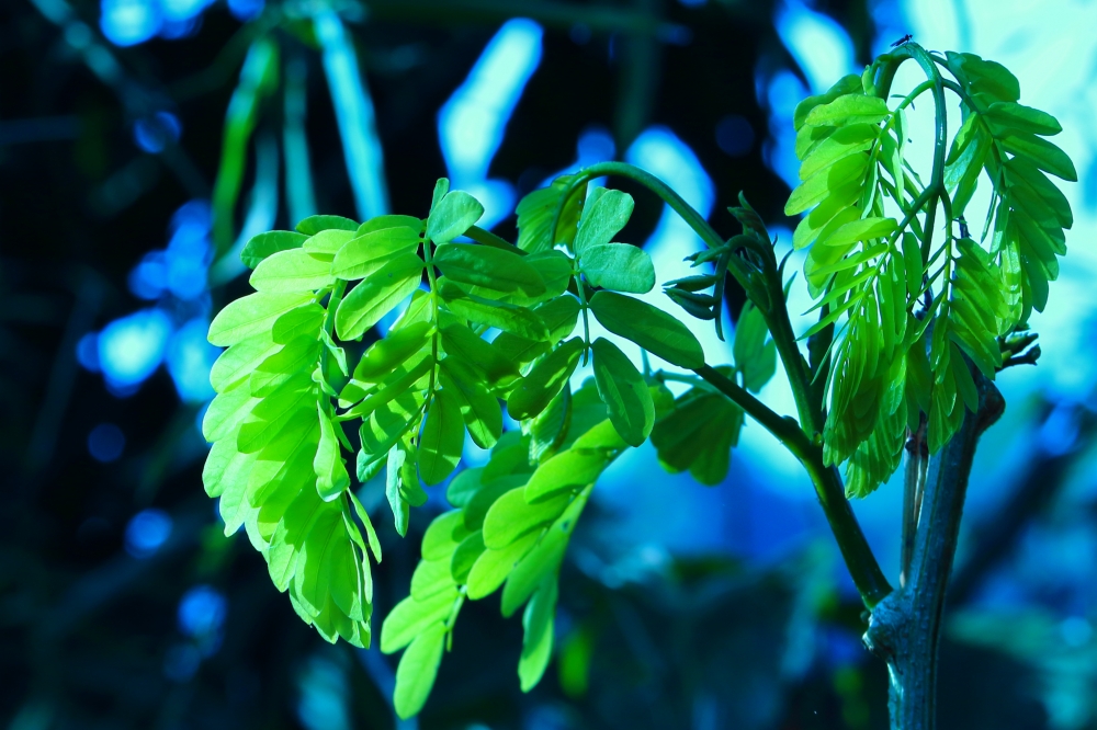 new growing leaf, new,grwoing,tree,grass,leaf,green,nature,gresh,beautiful