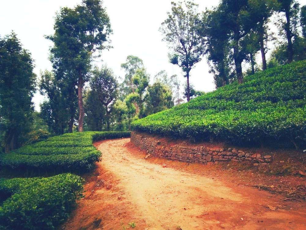 Tea Estate , Tea, Garden, Green plants, 