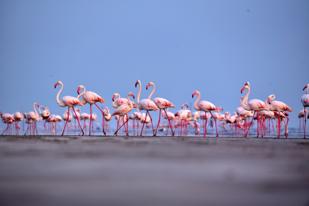 flamingo at kutch, flamingos