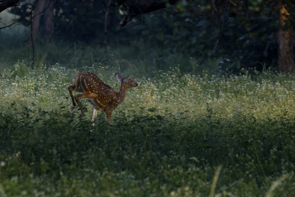 Bhag Milkha Bhag, intothewild, nature, beautiful, wildlife, wildlifephotography, mammal, spotted, deer