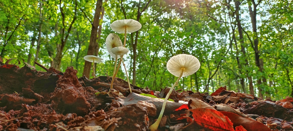 fragile dapperling mushroom , #nature #photography #love #instagood #photooftheday #travel #sky #beautiful #art #naturephotography #like #landscape #sunset #photo #picoftheday #instagram #sun #beach #life #winter #sea #fun #cute #clouds #happy #naturelovers #summer #bhfyp, 