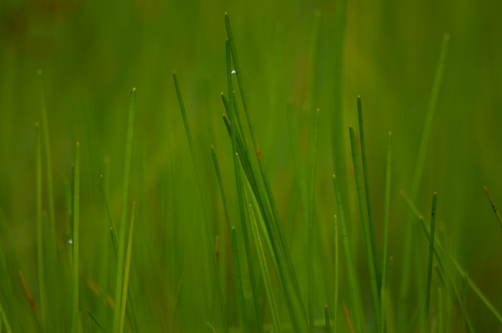 Green field, Background, Green Field, greenery, green background, Macro photography, Macro, wallpaper, Nature, plants, 
